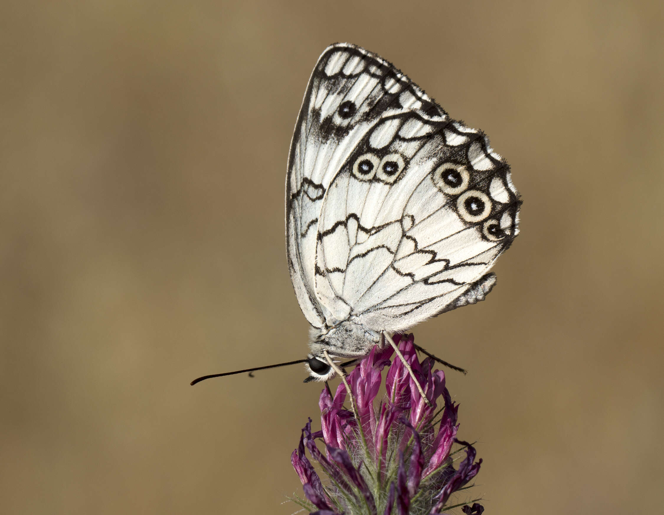 Imagem de Melanargia titea Klug 1832