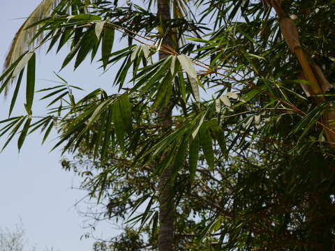 Image of common bamboo