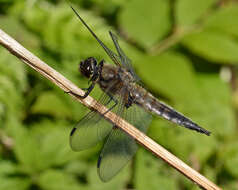 Image of Four-spotted Chaser