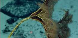 Image of crinoids and relatives