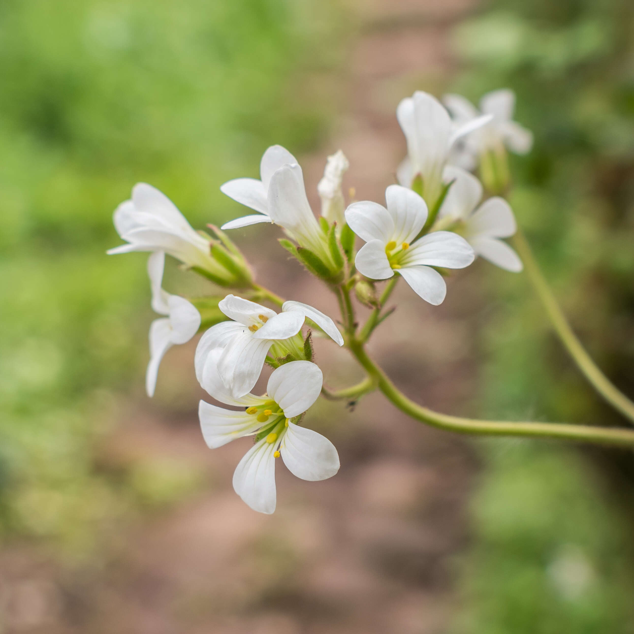 Image of Meadow Saxifrage