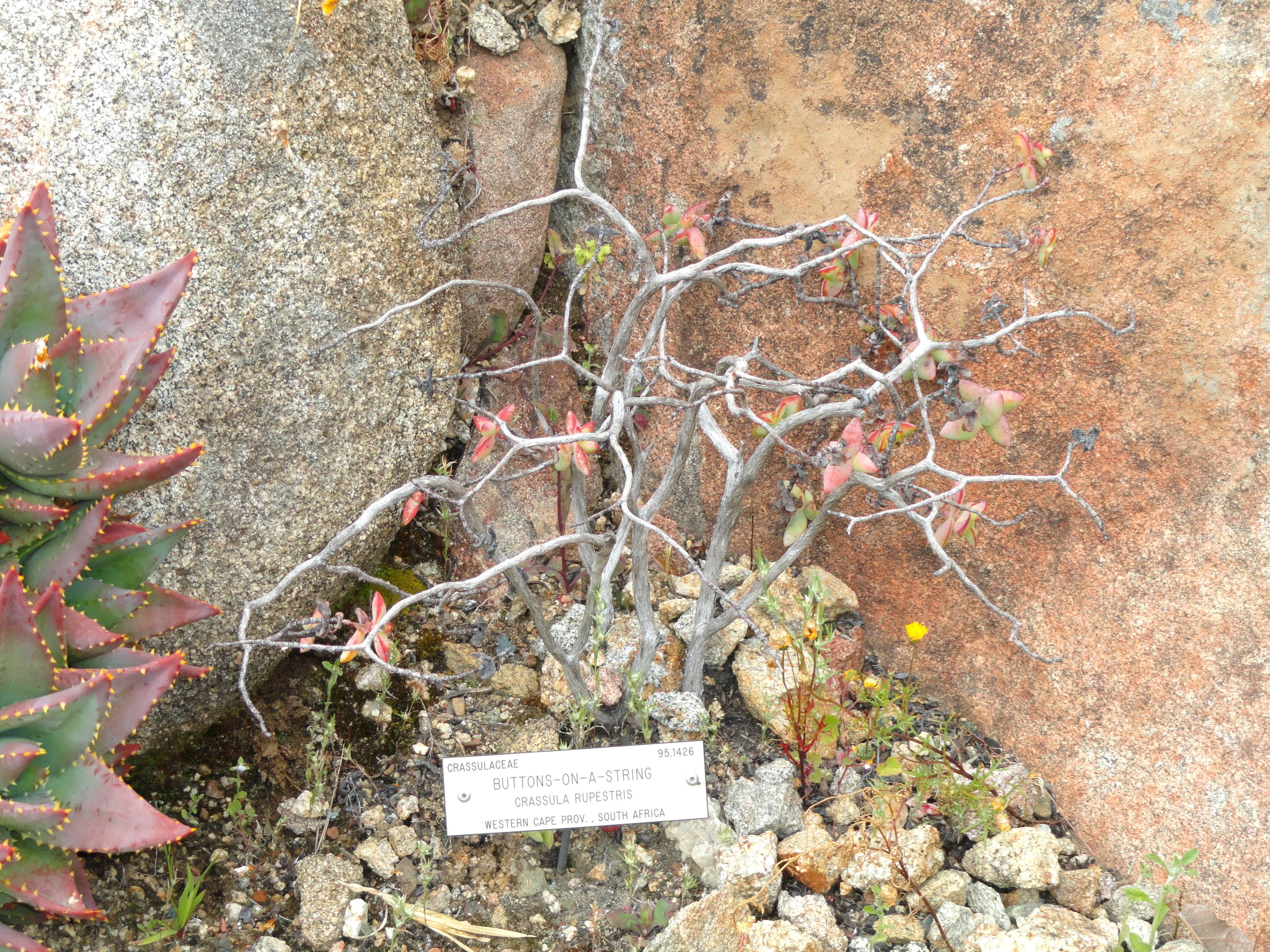 Слика од Crassula rupestris Thunb.