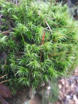 Image of Broom Moss