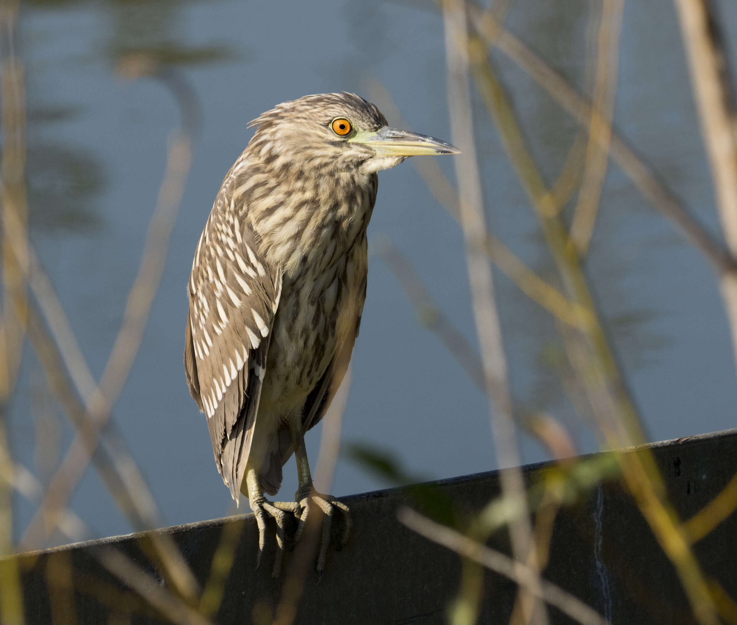 Image of Night Herons