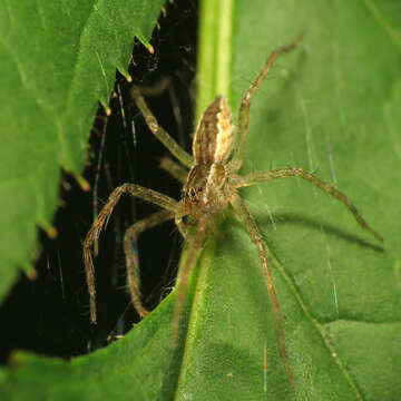 Image of Nursery Web Spider