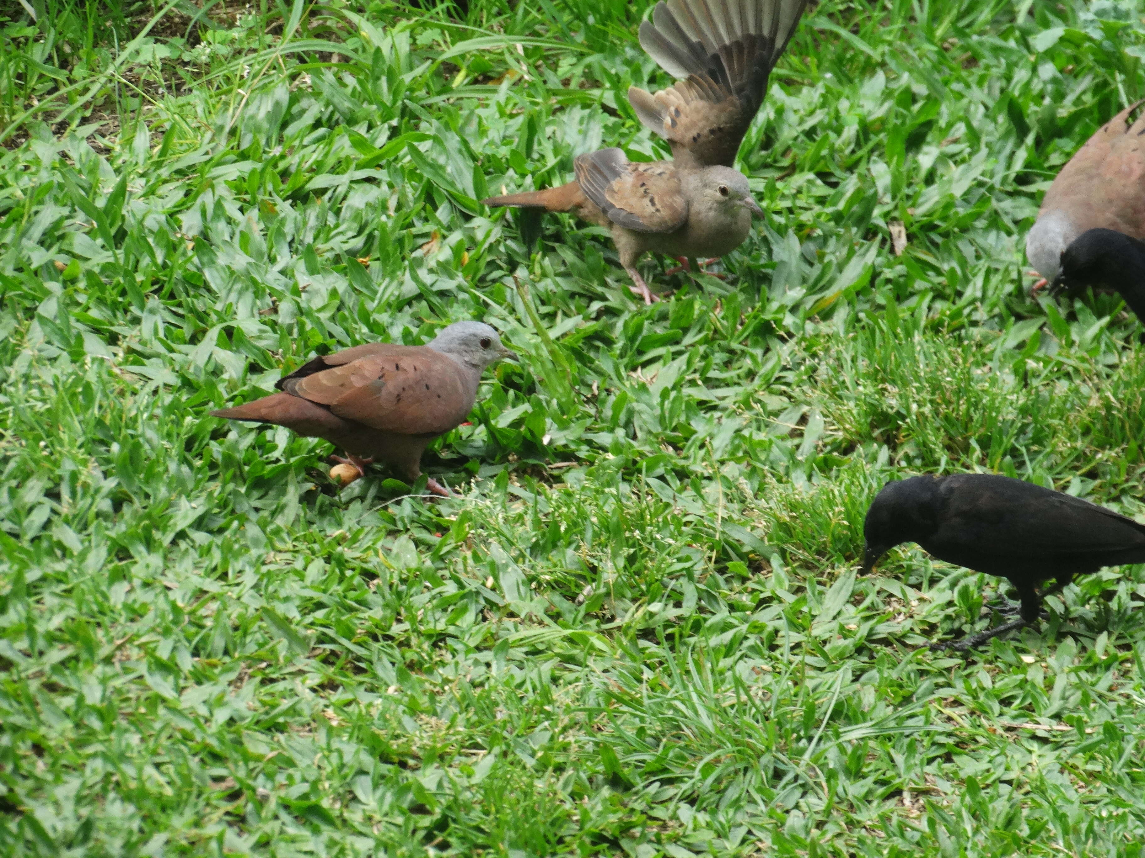 Image of Ruddy Ground Dove