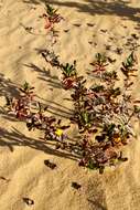 Image of Hibbertia cuneiformis (Labill.) Smith