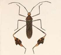 Image of Anisoscelis (Bitta) gradadius Distant 1881