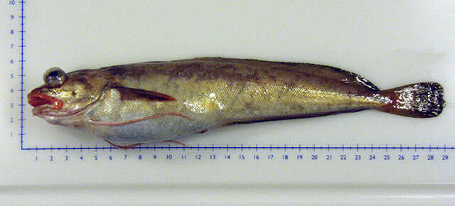 Image of White hake