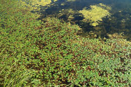 Plancia ëd Marsilea quadrifolia L.