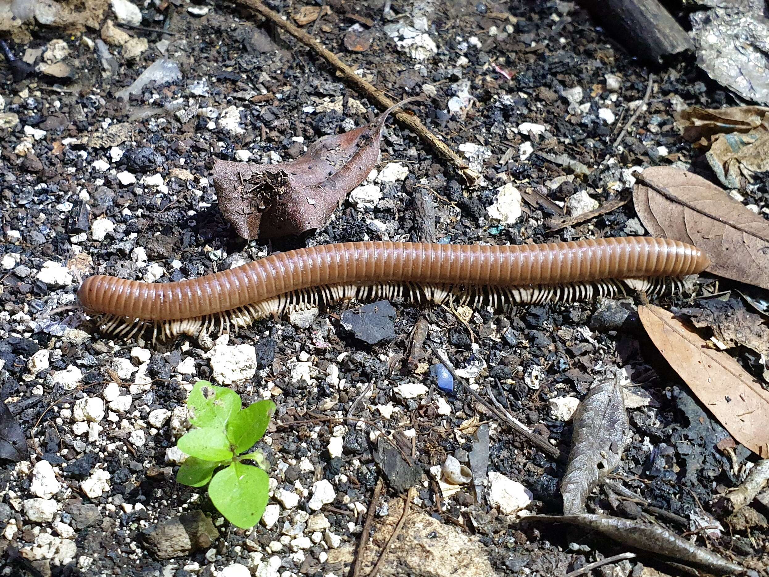 Image of Orthoporus