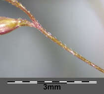 Image of creeping bentgrass