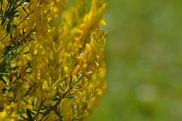 Imagem de Genista tinctoria L.