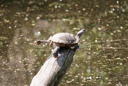 Image of slider turtle, red-eared terrapin, red-eared slider