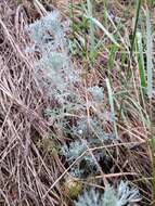 Image of Artemisia austriaca Jacq.