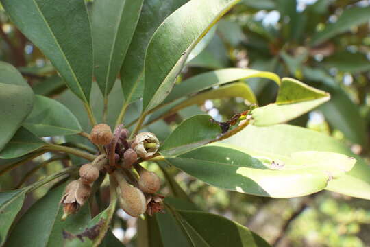 Image of sapodilla