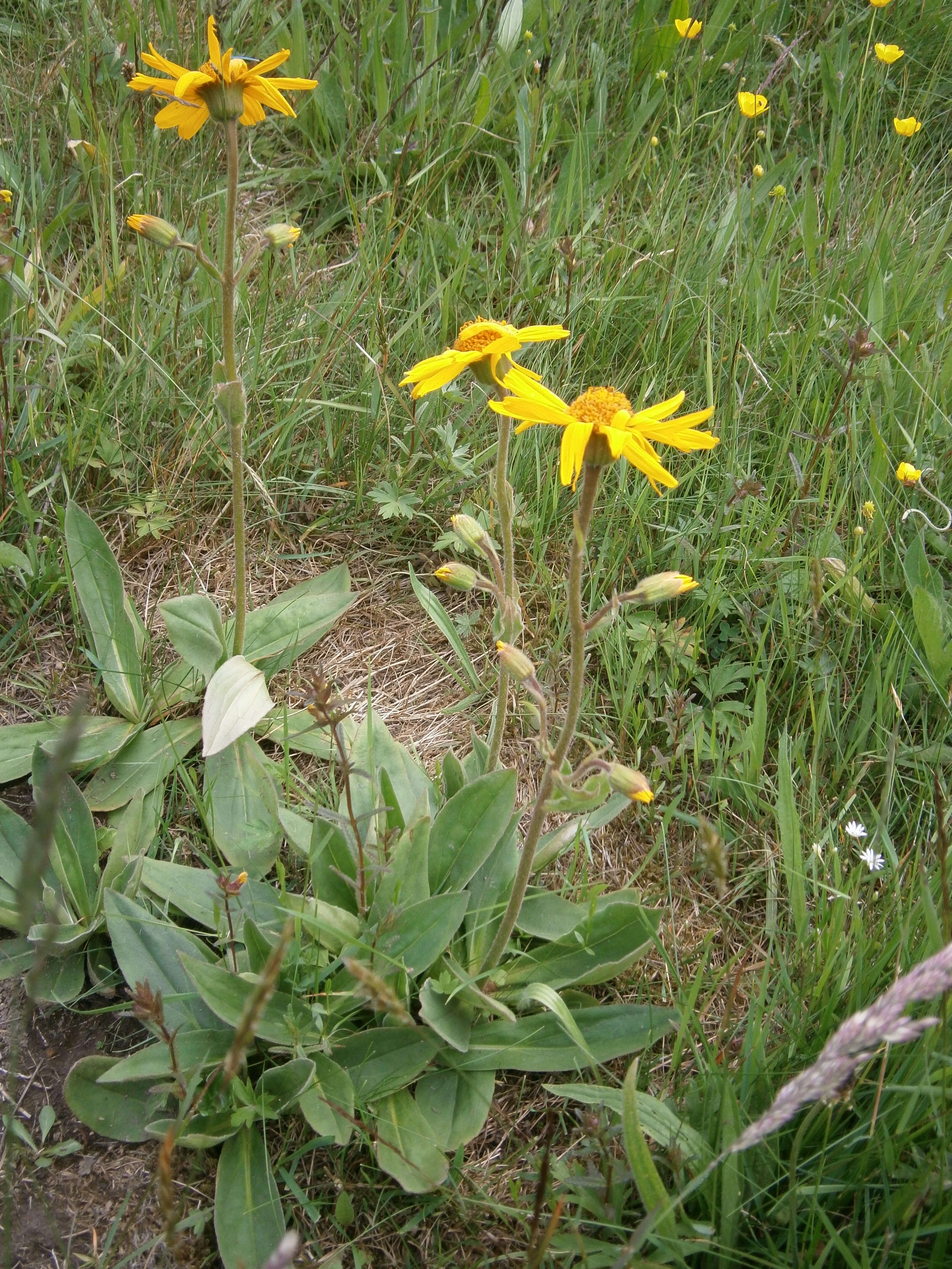 Image of mountain arnica