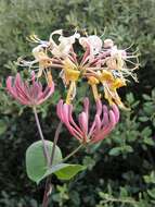 Image of Etruscan honeysuckle