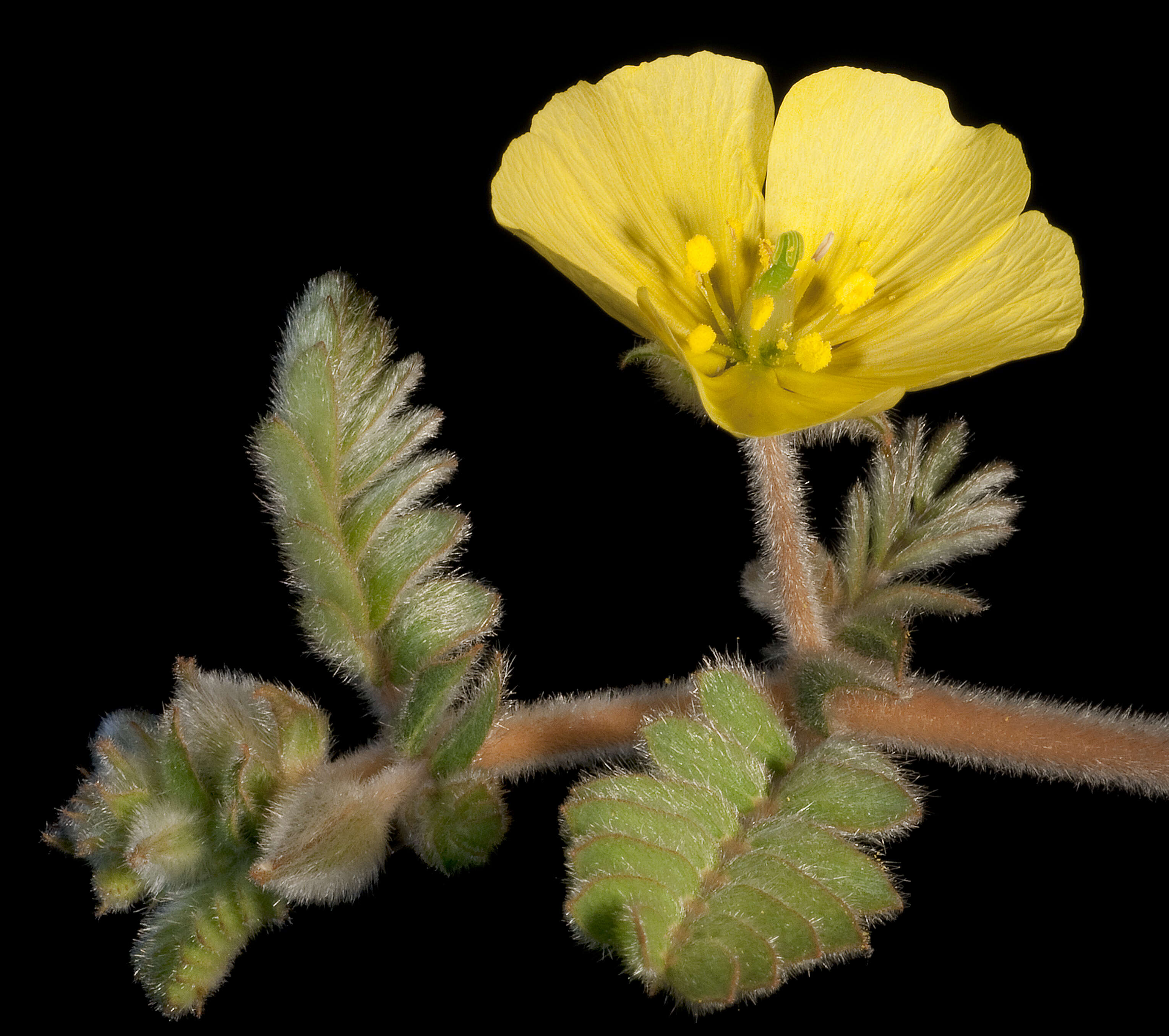 Слика од Tribulus occidentalis R. Br.