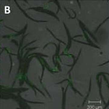 Image of Photorhabdus luminescens