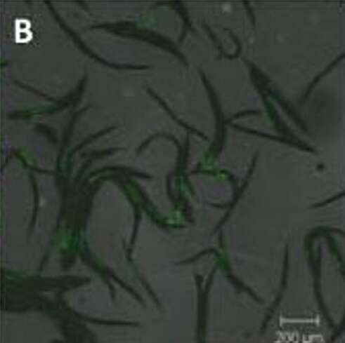 Plancia ëd Photorhabdus luminescens