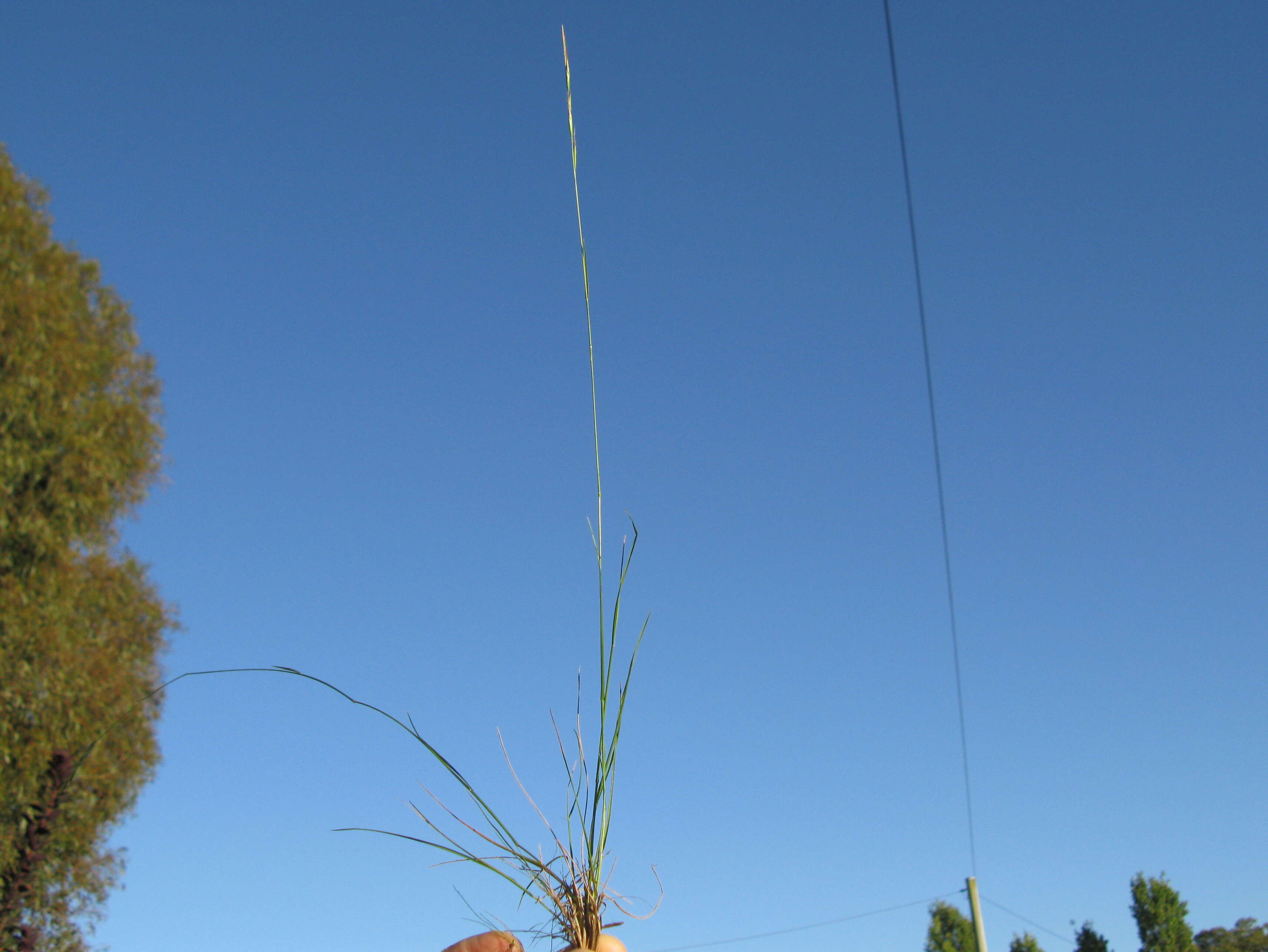 Plancia ëd Rytidosperma racemosum (R. Br.) Connor & Edgar