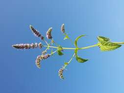 Image of Horse Mint