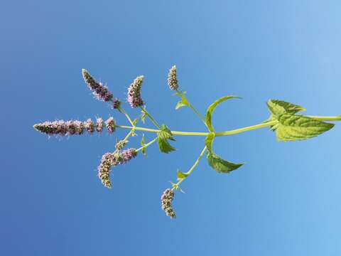 Imagem de Mentha longifolia (L.) Huds.