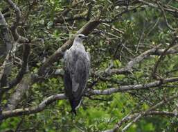 Image of White-bellied Sea Eagle