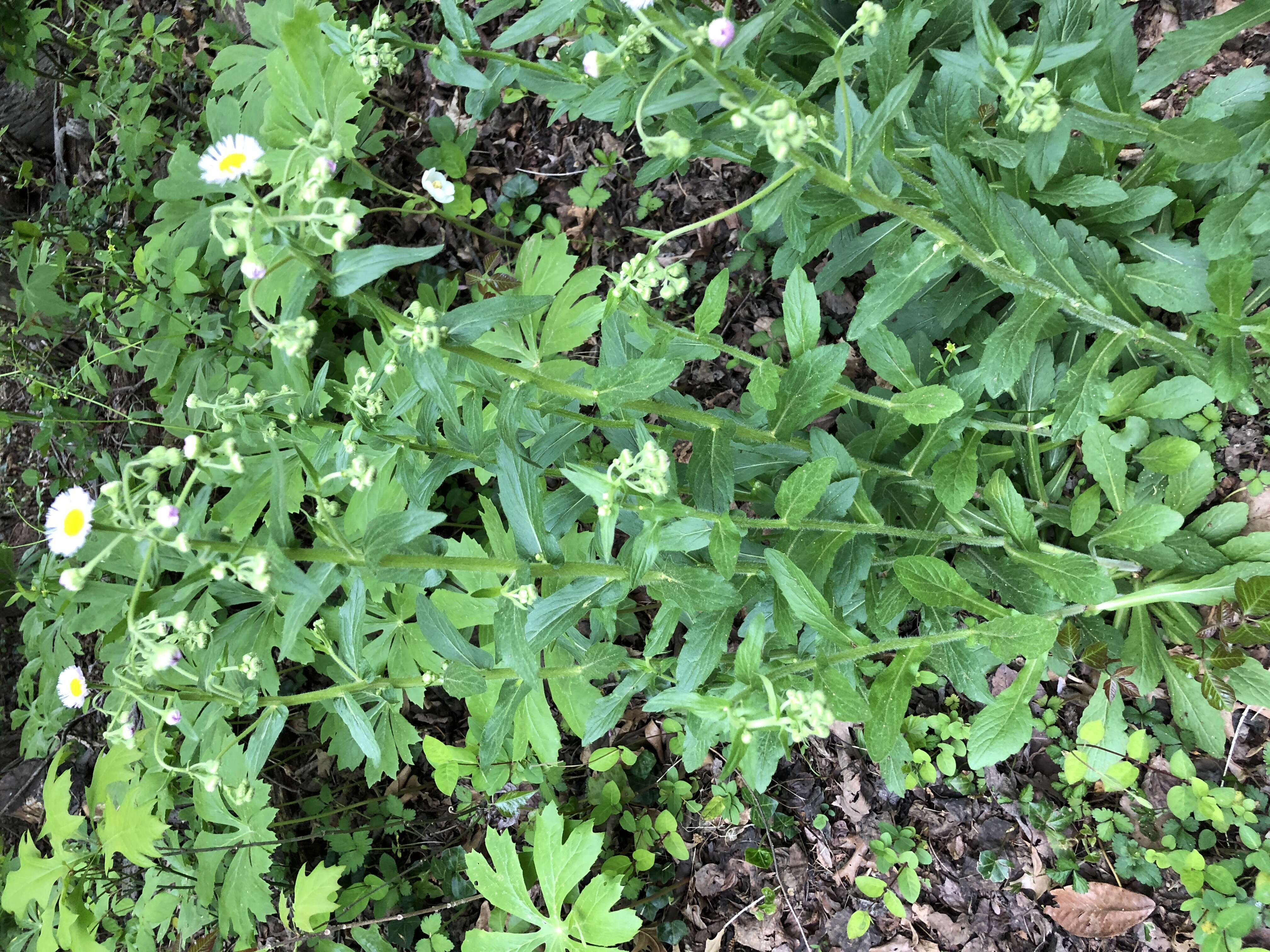 Image of prairie fleabane