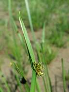 Schoenoplectiella mucronata (L.) J. Jung & H. K. Choi resmi