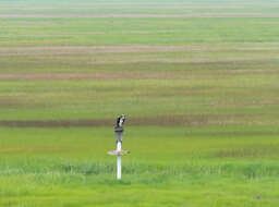 Image of ospreys