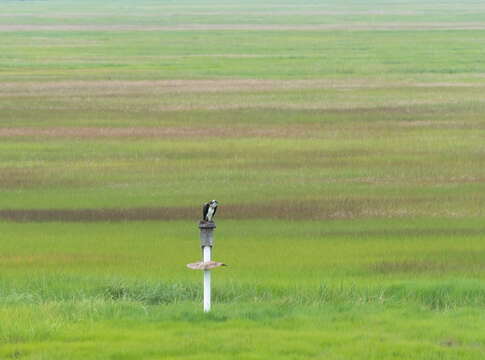 Image of ospreys