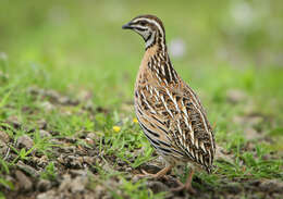 Image of Rain Quail