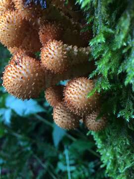 Pholiota squarrosa (Vahl) P. Kumm. 1871 resmi