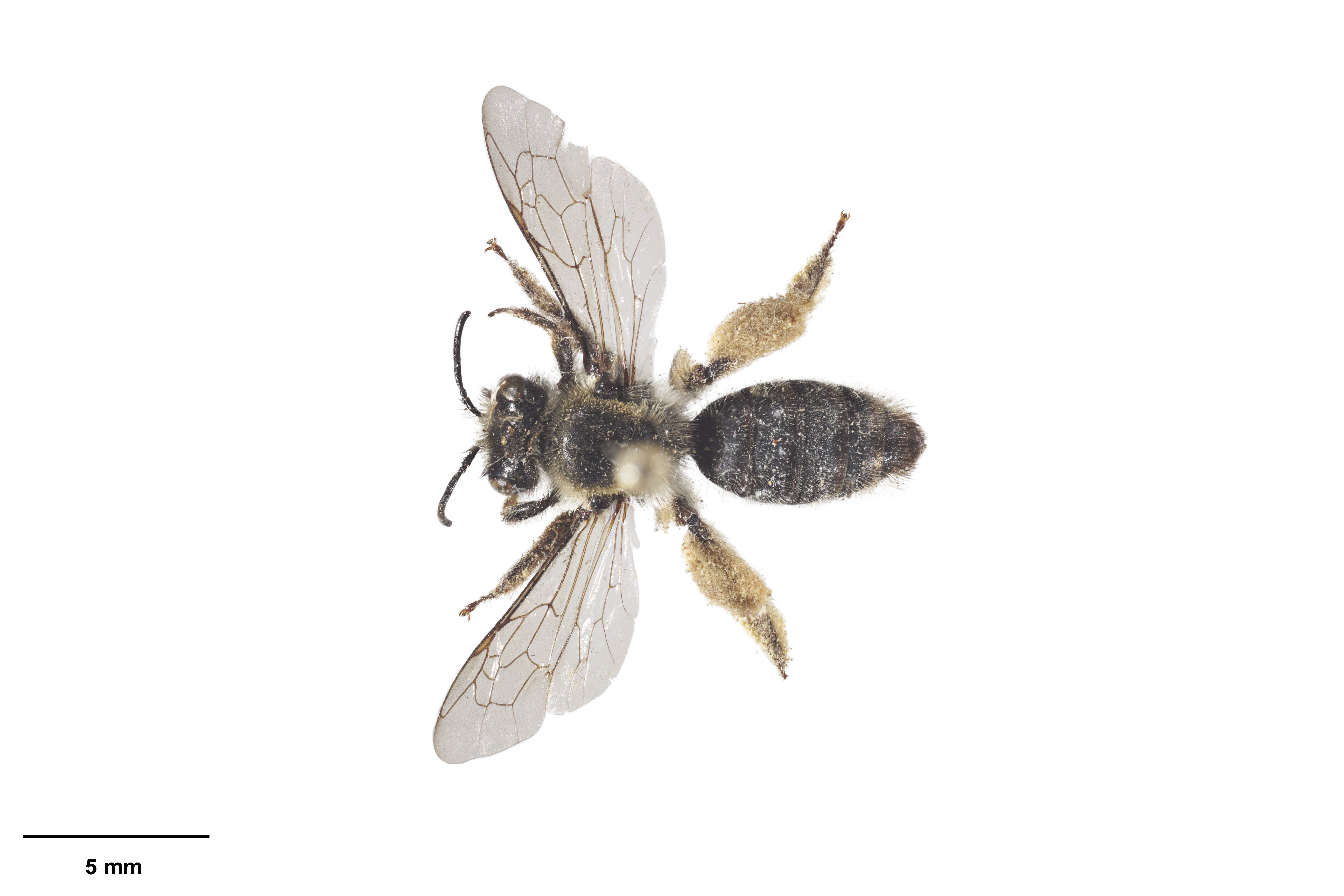 Image of tawny Nesocolletes