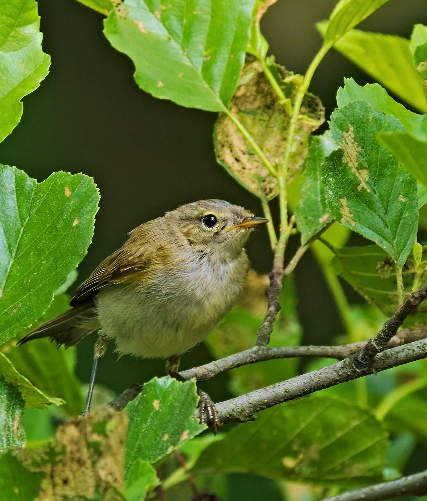 Image of Common Chiffchaff