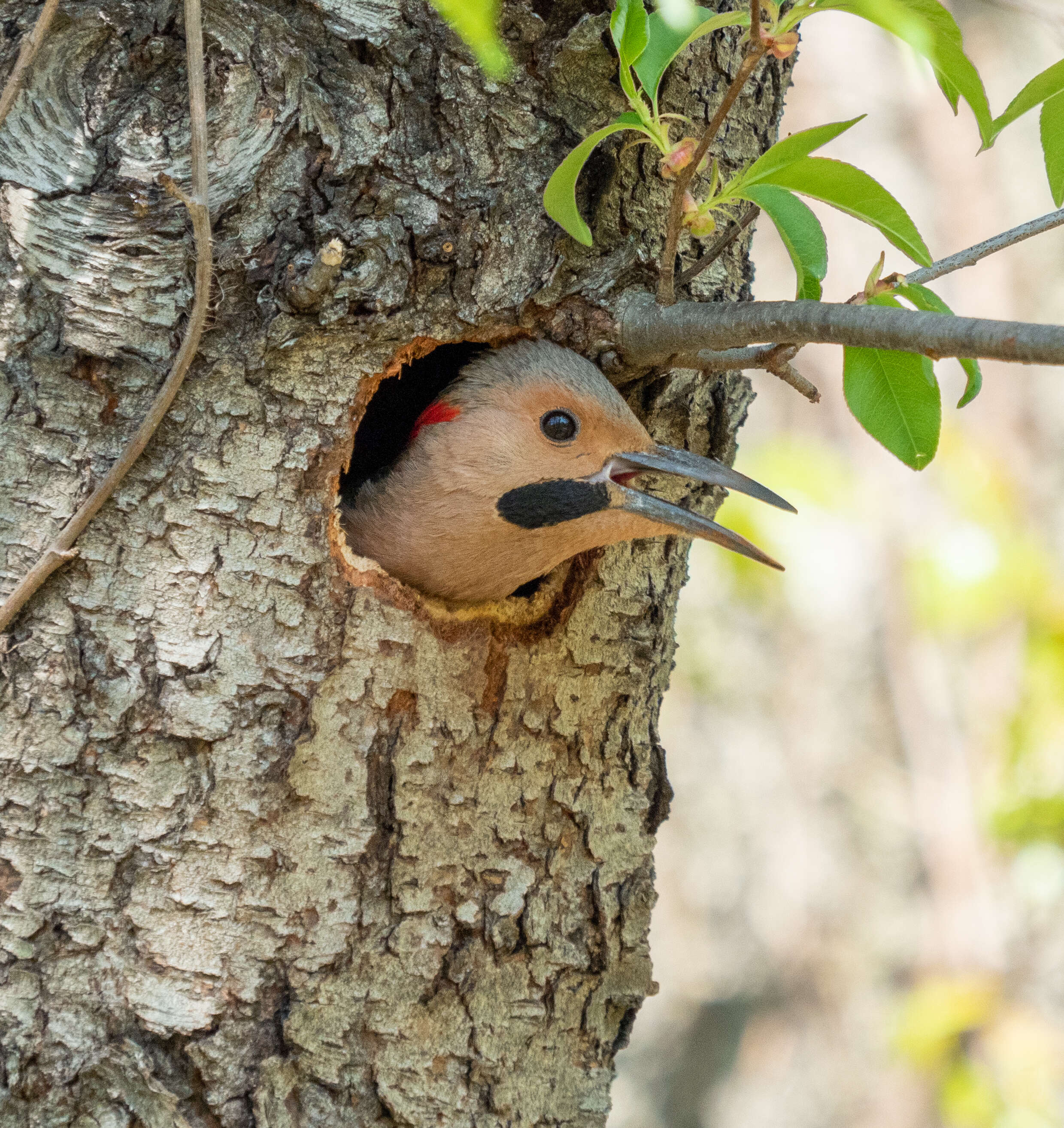 Image of Northern Flicker