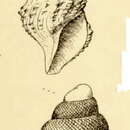 Image of Pleurotomella sandersoni Verrill 1884