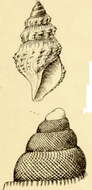 Plancia ëd Pleurotomella sandersoni Verrill 1884