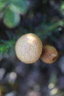 Image of common agrocybe