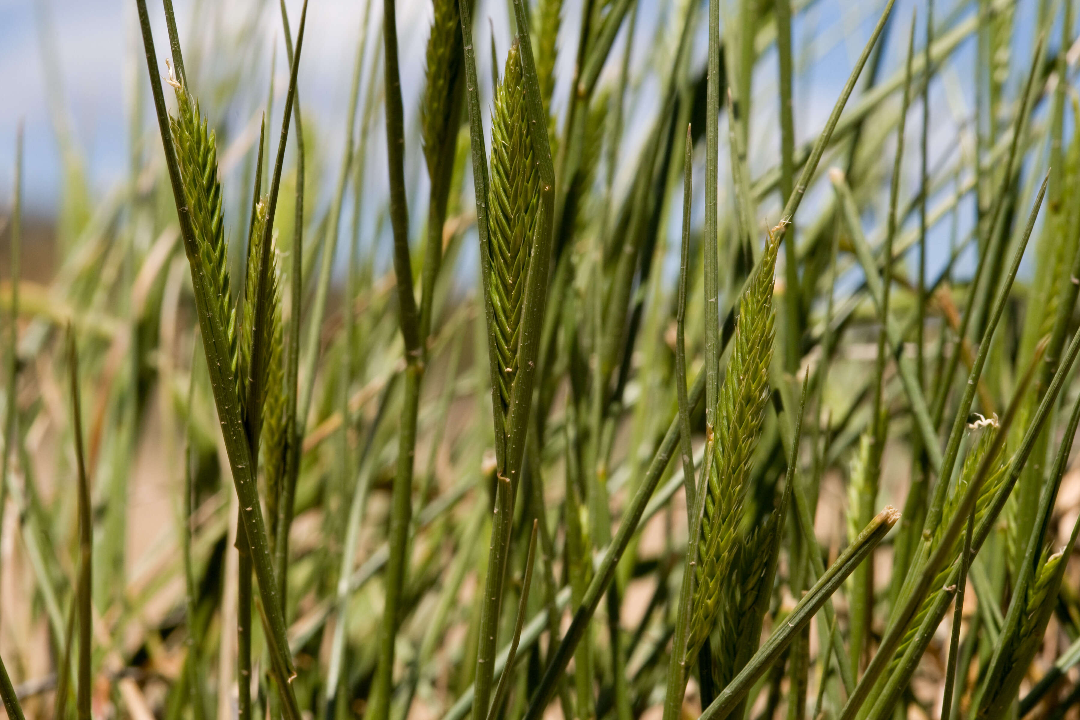 Image of wheatgrass