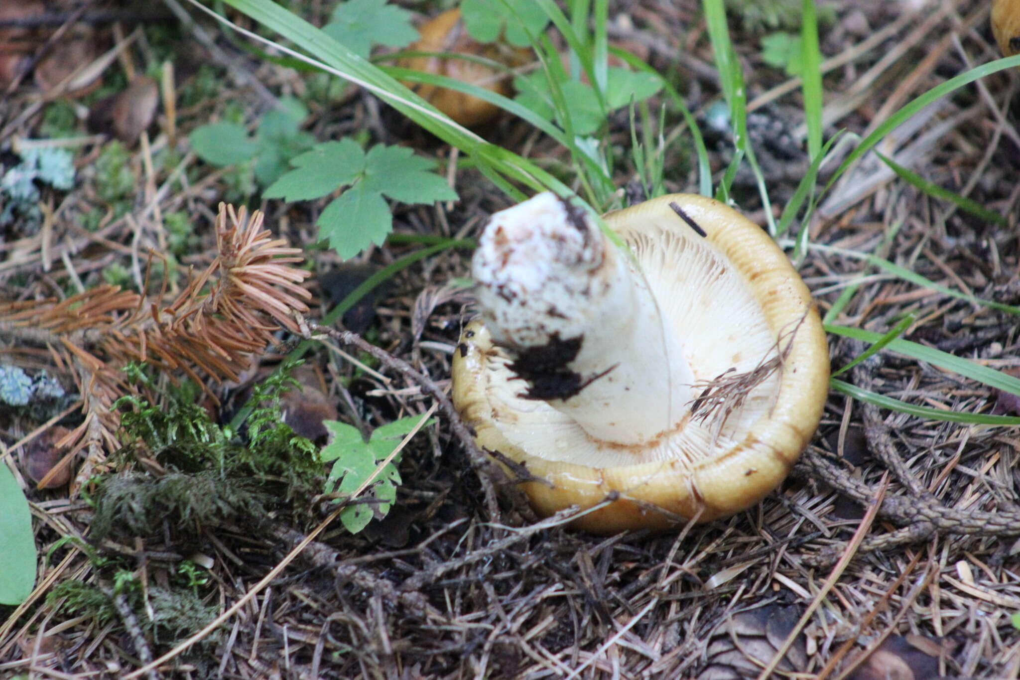 Image of Stinking Russula