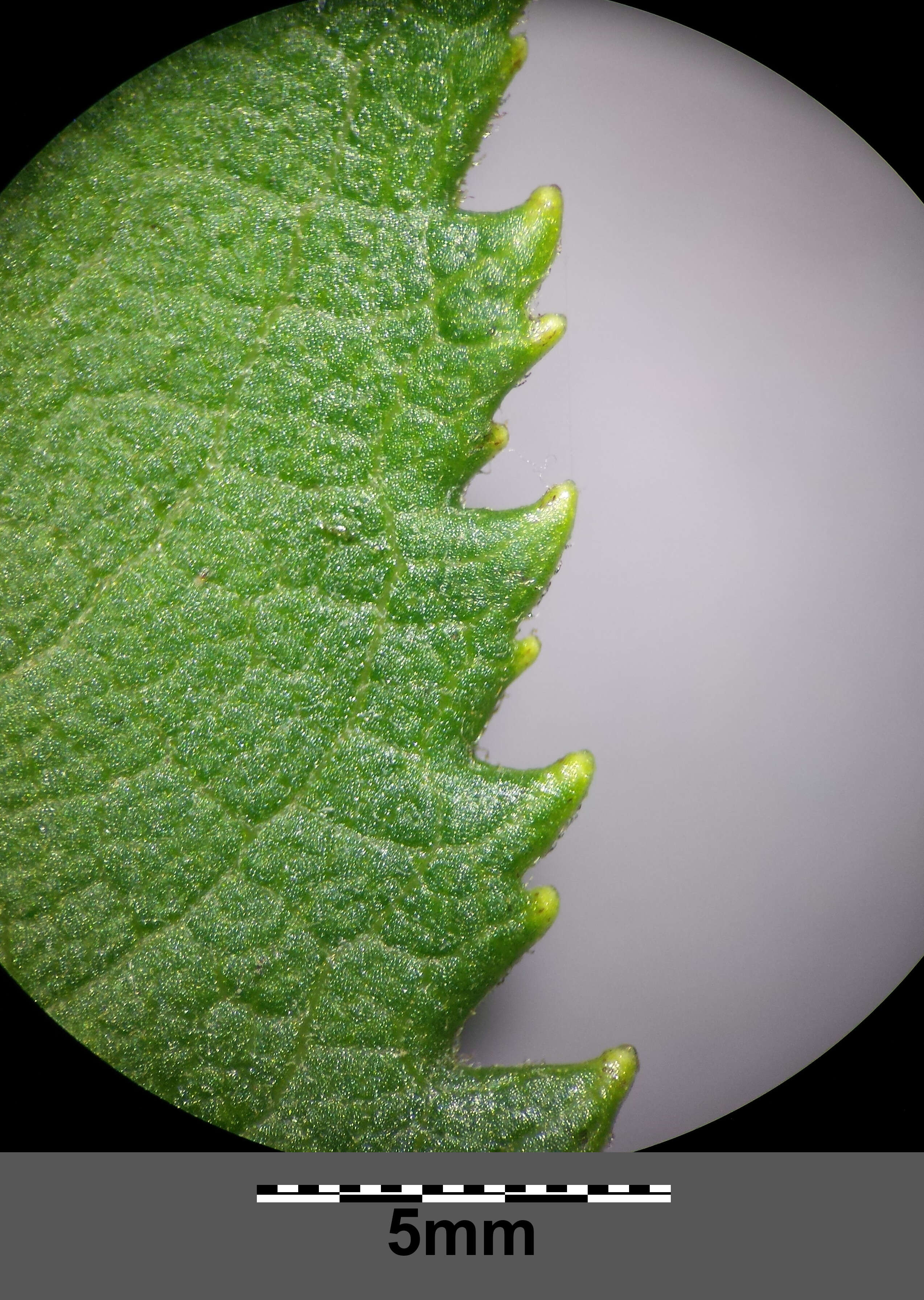 Image of Senecio sarracenicus L.