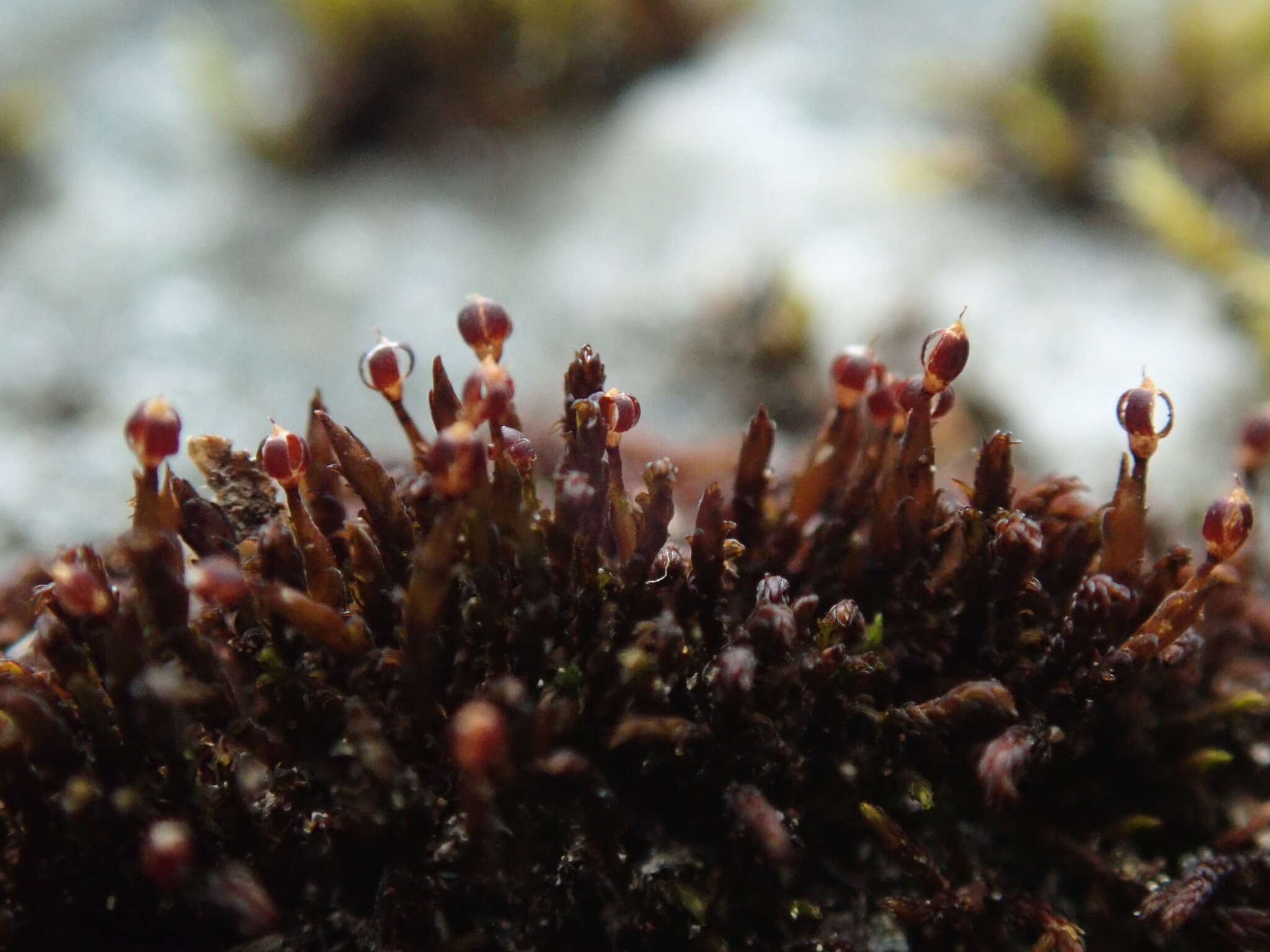 Image of andreaea moss