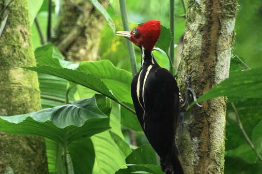 Image of Pale-billed Woodpecker