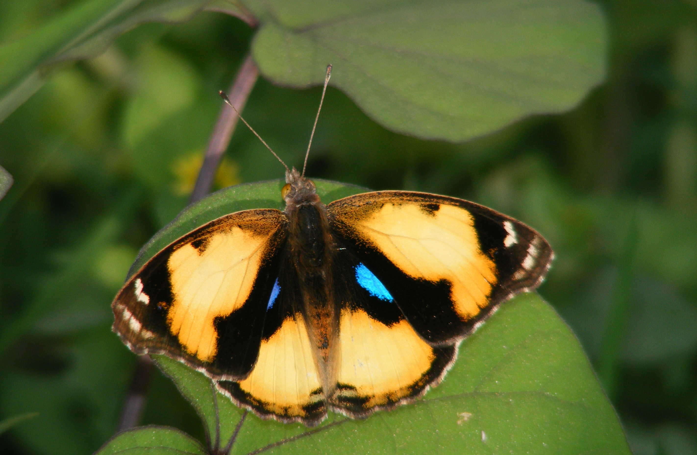 Imagem de Junonia hierta Fabricius 1798