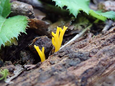 Image of Calocera viscosa (Pers.) Fr. 1821