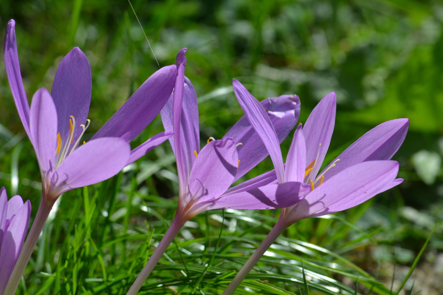 Image of Autumn crocus