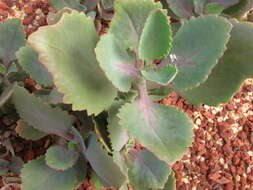 Image of Kalanchoe longiflora Schlechter